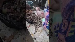 Temiz Ve Hijyenik Afrika Sokak Yemekleri