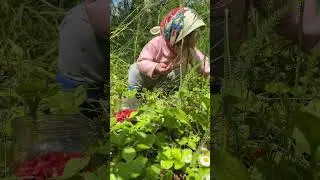 Собираю ягодки 