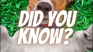 🐶 5 Foods You Should Never Feed Your Dog | Foods Toxic To Your Dog | Think Good #Shorts