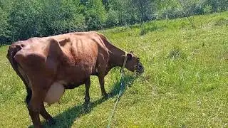 #деревенскаяжизнь