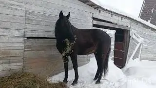 Утро на моей конюшне. Социализированный конь.
