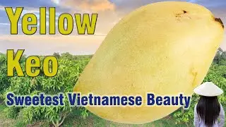 Yellow Keo Mango (Fruit Review)