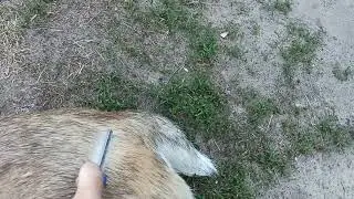 Алабай релаксує 🐕