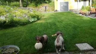 Leikkisät koirat