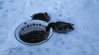 Снимаю с  роз укрытие зимой, как они там? Мы на даче!