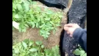 Подвязка помидор