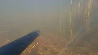 Щука красавица