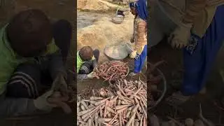 village Carrot Farming 🥕 | Village Farm | Farming Video