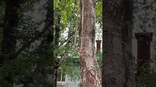 Сыктывкар тарзанка из СССР