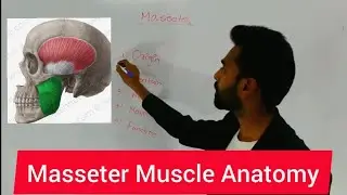 Muscles of mastication made super easy by Dr.Jagadish