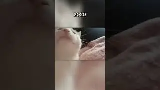 the bittersweet story behind catJAM (^._.^)ﾉ | emote of the day 