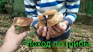 ПОХОД ПО ГРИБЫ! ОЧЕНЬ МНОГО ГРИБОВ!