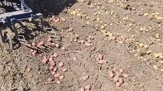Копаємо Бараболю 2024