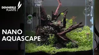 Nano Betta Aquascape by Charlotte Young | Exhibition aquarium for Interzoo 2024