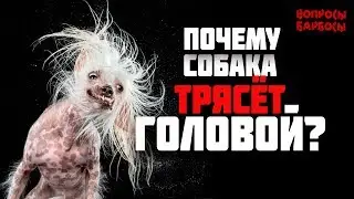 Почему собака трясет головой? Инородное тело в ушах.