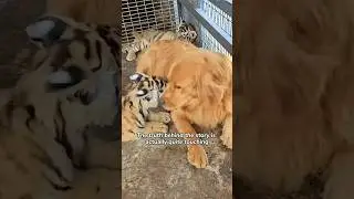 Tiger Mom - The Golden Retriever.