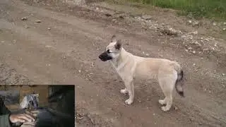 Шигирская сопка и Куватал 2016 29-30 июня 5 часть