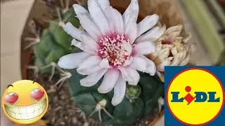 ARRIVAGE LIDL 31 MAI 2023