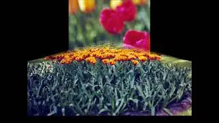 Fotos de: Holanda ( Tulipanes, pensamientos )