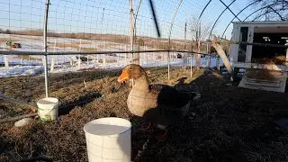 A New House for Goose