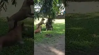 Intense Dog Fighting