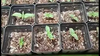 Fem Seedlings - Eliminating Initial Seedling Stretch Using LED Shoplights