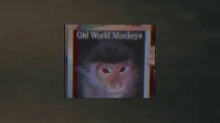 Does anyone remember the Zoobooks commercials?