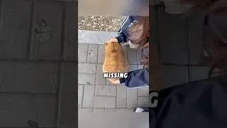 #lovely #animals #cutespets #animallover #cute #fyp #foryou #shortvideo #shorts