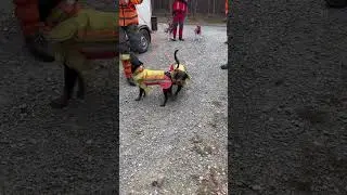 #охота #hunting #лес #forest #фокстерьер #foxterrier #загоннаяохота #природа