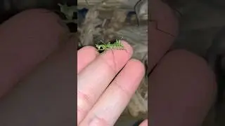 UNBOXING ALIEN WARNA HIJAU!? SUMPAH HEWAN INI ANEH DAN UNIK BANGET!