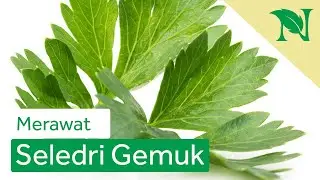 Cara Merawat Tanaman Seledri Di Polybag Agar Tetap Subur Dan Tidak Cepat Mati