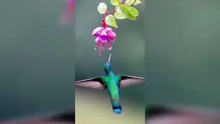 burung Kolibri mencari makan_@MataJoeOfficial