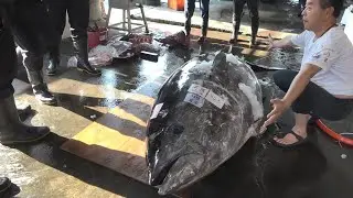 800 Pounds of Pure Luxury: Cutting Otoro and Akami from a Giant Bluefin Tuna!