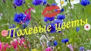 Полевые цветы!