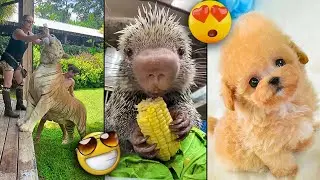 Cute Baby Animals 😍😍😍 Best Funny Animals Video #12