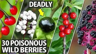30 Poisonous Wild Berries to Avoid while Camping & Hiking
