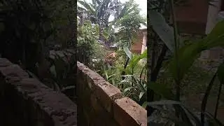 Lagi panen cabi gaeesss