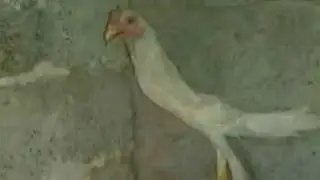 TOP 5 CHICKEN