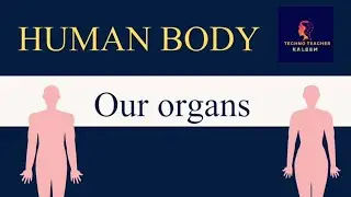 Project: Human body (Our Organs) download below  #school #science #projects