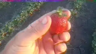 Сорт клубники Альбион на 12 августа