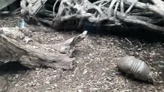 Loco bolita