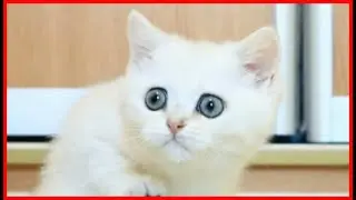 ЖИВОТНЫЕ В АСМР | ASMR Cat