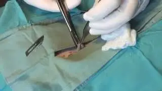 Flank Spay in a Dog