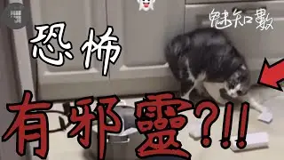 House Haunted by Evil Spirits: Terrifying Cat Reactions - Top 10 Super Eerie Horror Videos You'll...