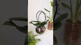 #sphagnum_eco  #сфагнумфускум  #orchid #iloveorchid #фаленопсис #орхидеи #plants  #flowers #растения