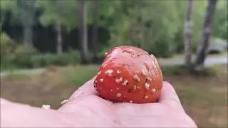 Мухомор