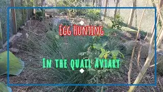 Egg Hunting in the Quails Aviary #quail #selfsufficient #homestead