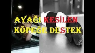 Ayağı kesilen köpeğe destek videosu