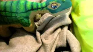 The Cute Pleo Sleeping!