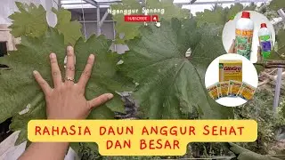Rahasia daun anggur sehat dan besar jumbo || the secret of healthy and big grape leaves